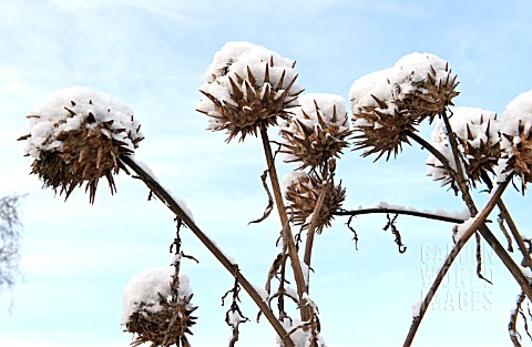 CARDOON_HEADS_CRUSTED_WITH_SNOW