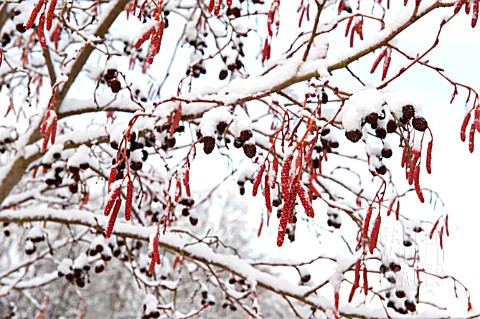 ALNUS_INCANA_AUREA_CATKINS_AND_FRUITS_IN_SNOW