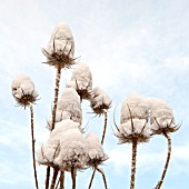 DIPSACUS FULLONIUM WITH SNOW