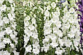 DELPHINIUM CONSTANCE RIVETT