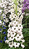 DELPHINIUM DARLING SUE