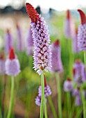 PRIMULA VIALII