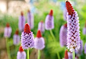 PRIMULA VIALII