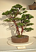 BONSAI JUNIPERUS RIGIDA