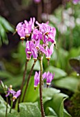 DODECATHEON PULCHELLUM