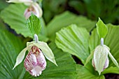 CYPRIPEDIUM JAPONICUM