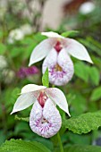 CYPRIPEDIUM JAPONICUM