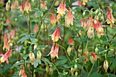 AQUILEGIA CANADENSIS