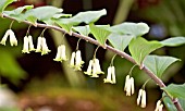 POLYGONATUM x HYBRIDUM BETBERG