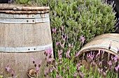 SHOW DISPLAY WITH LAVENDERS AND BARRELS