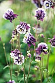 AQUILEGIA VULGARIS GRAHAM IDDON DOUBLES