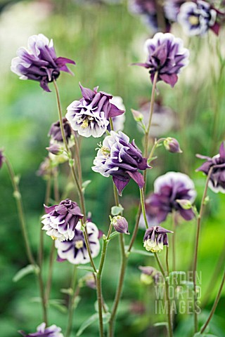 AQUILEGIA_VULGARIS_GRAHAM_IDDON_DOUBLES