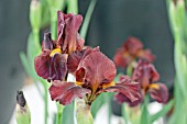 IRIS RED ZINGER