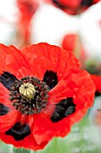 PAPAVER COMMUTATUM, LADYBIRD POPPY