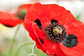 PAPAVER COMMUTATUM, LADYBIRD POPPY