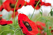 PAPAVER COMMUTATUM, LADYBIRD POPPY