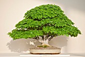 BONSAI DWARF MAPLE, ACER PALMATUM KASHIMA