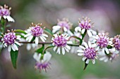 ASTER LATERIFLORUS HORIZONTALIS