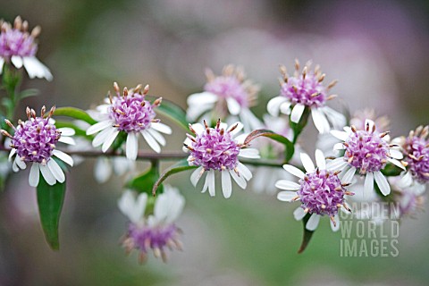 ASTER_LATERIFLORUS_HORIZONTALIS