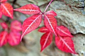 PARTHENOCISSUS HENRYANA IN LATE AUTUMN