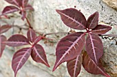 PARTHENOCISSUS HENRYANA, CHINESE VIRGINIA CREEPER