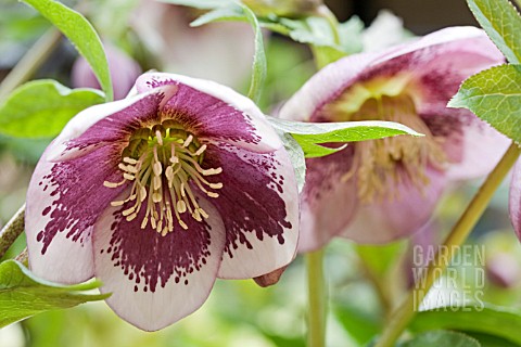 HELLLEBORUS_ASHWOOD_GARDEN_HYBRIDS