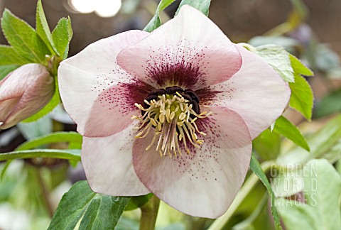 HELLLEBORUS_ASHWOOD_GARDEN_HYBRIDS