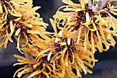 HAMAMELIS X INTERMEDIA HARRY