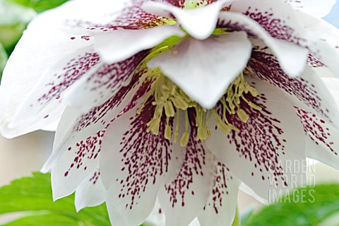 HELLEBORUS_ASHWOOD__HYBRID_DOUBLES