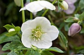 HELLEBORUS ALYS COLLINS