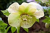 HELLEBORUS FIBREX  YELLOW HYBRIDS