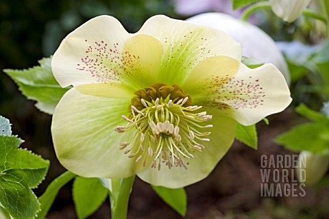 HELLEBORUS_FIBREX__YELLOW_HYBRIDS