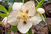 HELLEBORUS ASHWOOD YELLOW HYBRID