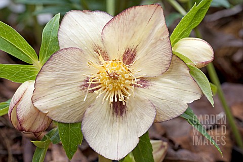 HELLEBORUS_ASHWOOD_YELLOW_HYBRID