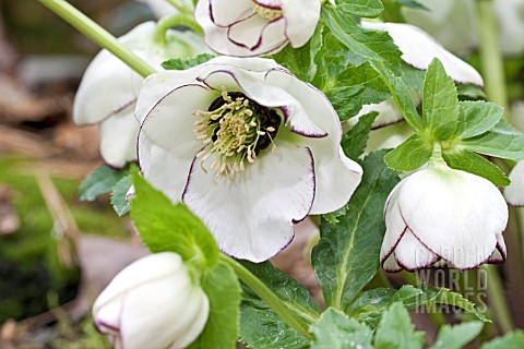 HELLEBORUS_BALLARDIAE