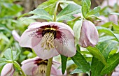 HELLEBORUS ASHWOOD GARDEN HYBRIDS