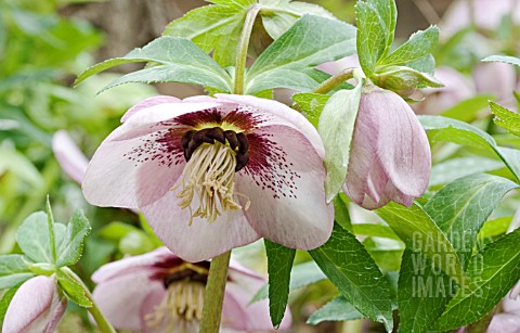 HELLEBORUS_ASHWOOD_GARDEN_HYBRIDS