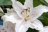 LILIUM MUSCADET