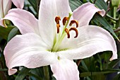 LILIUM TICKLED PINK