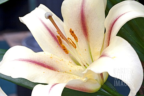 LILIUM_NYMPH_ORIENTAL_X_TRUMPET