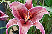 ORIENTAL LILY  SUMATRA