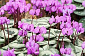 CYCLAMEN COUM ROSE SHADES