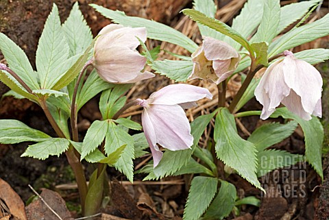 HELLEBORUS_THIBETANUS