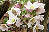 HELLEBORUS PINK ICE