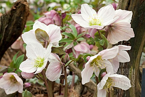 HELLEBORUS_PINK_ICE