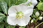 HELLEBORUS NIGER