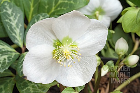 HELLEBORUS_NIGER