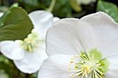 HELLEBORUS NIGER