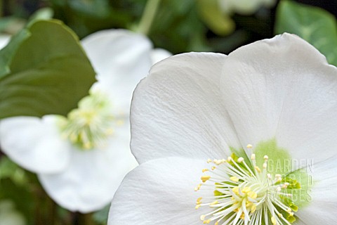 HELLEBORUS_NIGER