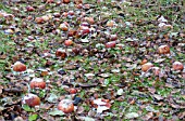 FALLEN APPLES AND LEAVES LEFT TO ROT ON THE GROUND.